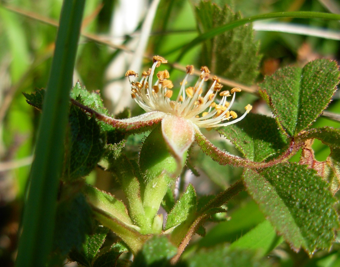 Rosa pulverulenta M. Bieb. / Rosa vischiosa